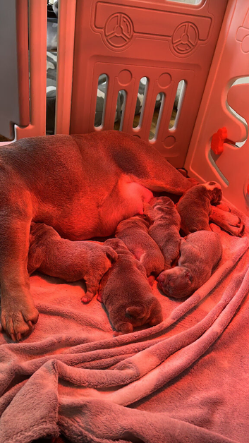 Beautiful English bulldog puppys