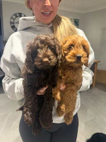 2 beautiful cockerpoo puppies