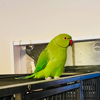Stunning young Indian Ringnack parrot
