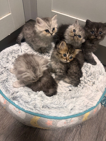 Persian mix kittens