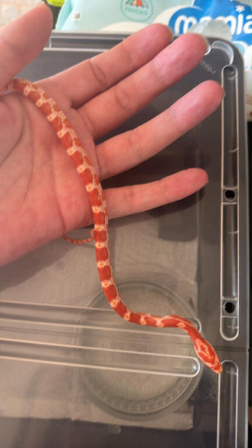 corn snakes