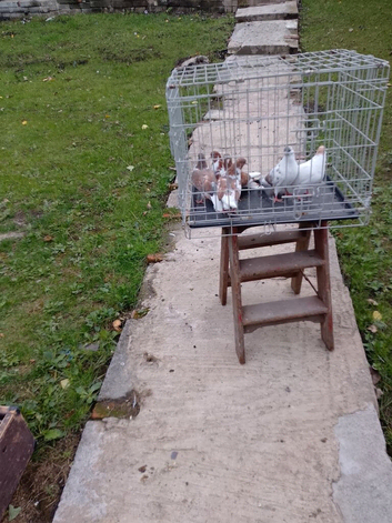 Pigeons