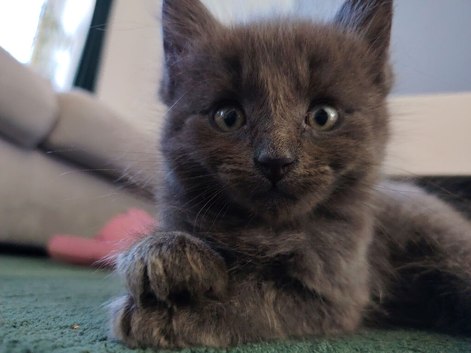 Ragdoll cross
