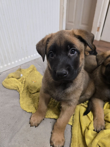 Belgian Malinois Puppies for Sale (Working Line)