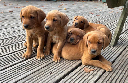 Beautiful fox red labradors