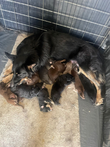 Straight-Back German Shepherds