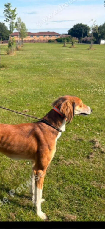 Saluki dog