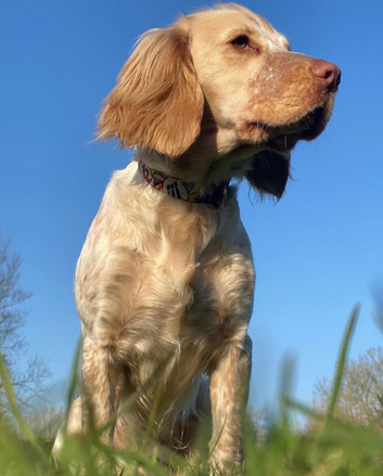 Experienced Sprocker Spaniel Stud