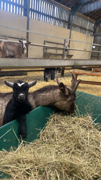 Nanny goat with kid at foot