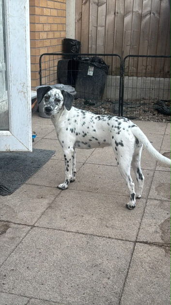 Dalmatian x Jack russel