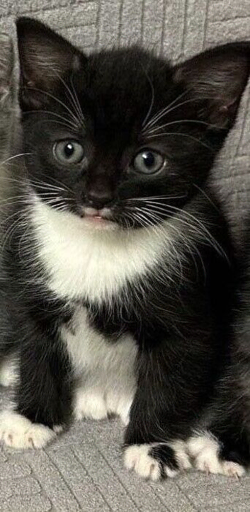 Ojos azules 10 weeks