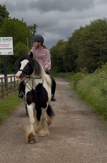 Beautiful tradition cob 14.1hh