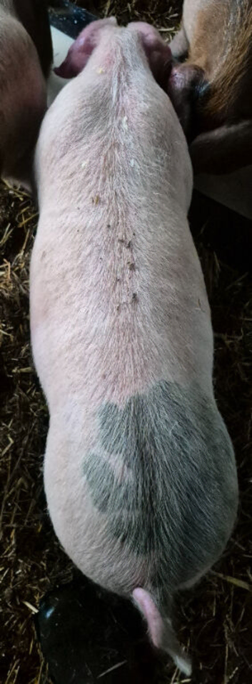 4 Gilt weaners for sale
