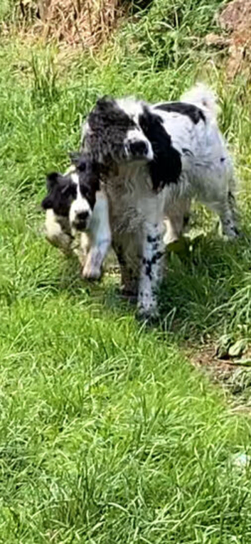English Springer Spaniel puppy