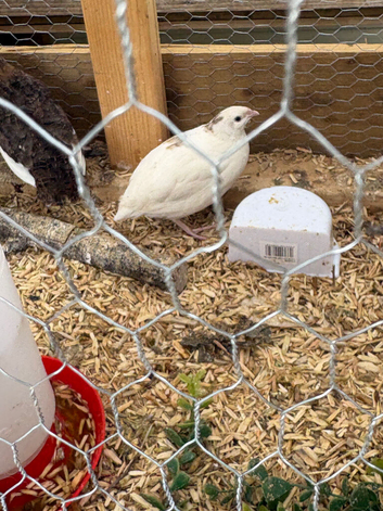 Sexed female  Coturnix Quail 7 weeks old just coming in to lay
