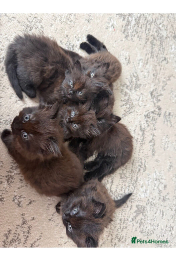 X4 RAGDOLL
