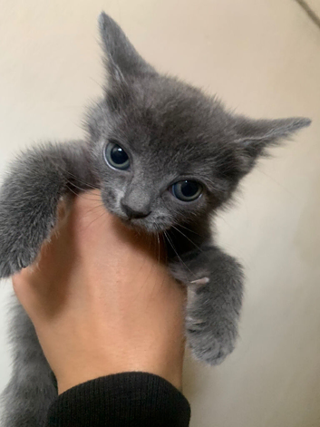 3 female kittens for sale. 1 kitten left!!!
