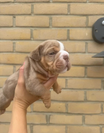 Beautiful English bulldogs