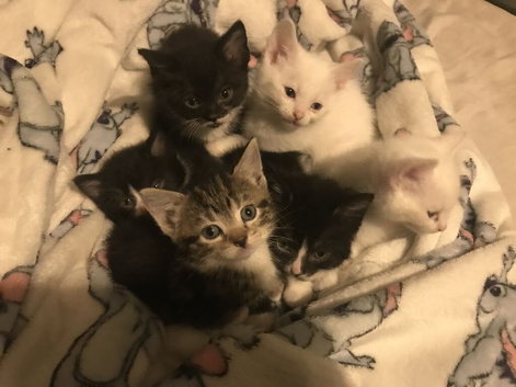 5 kittens for sale