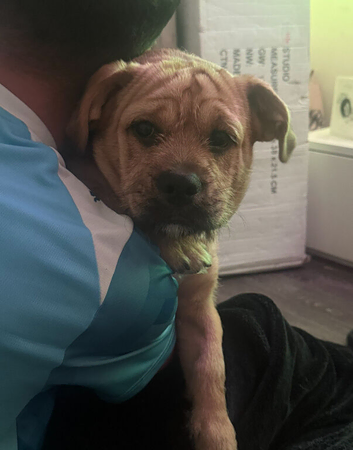 Pocket bully cross staffy