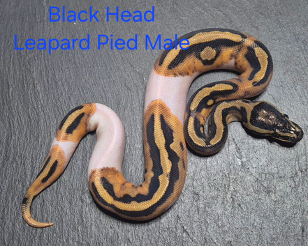 Various Ball Python Hatchlings