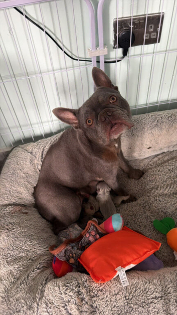Beautiful french bulldogs for reserv and sale