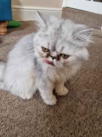 Beautiful Mochi &ndash; 7-Month-Old Female Cat