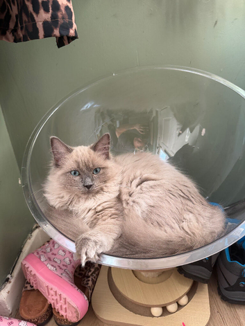 Last girl in litter