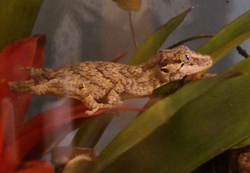 Reticulated Gargoyle Gecko