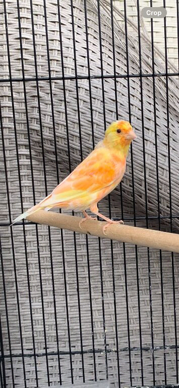 5 young canaries