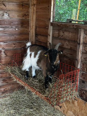 2x Pygmy goat wethers