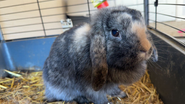 Gorgeous bunny for sale