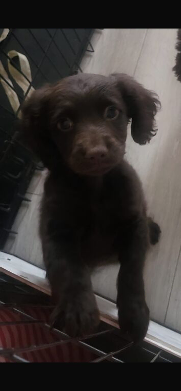 1 female cockapoo