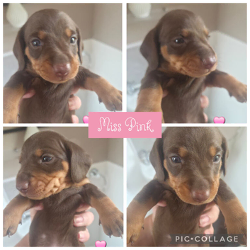 Chocolate &Tan Dachshund Puppies