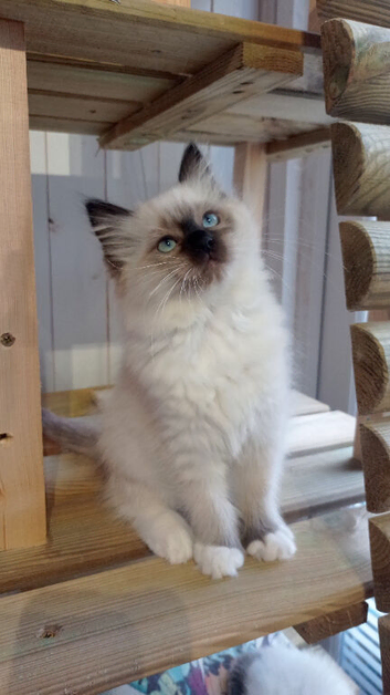 Ragdoll kitten, Available Girl