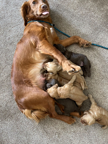 Working cocker spaniel,