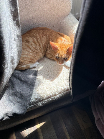 Kitten