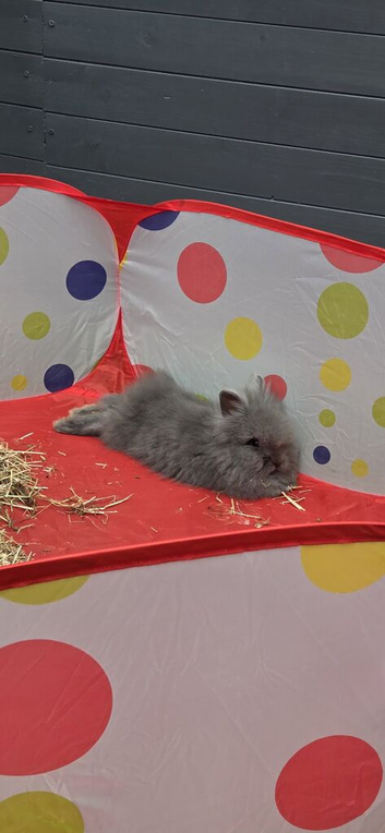 Pure grey double mained lion head boy