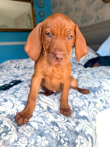 9 weeks old KC. VET APPROVED