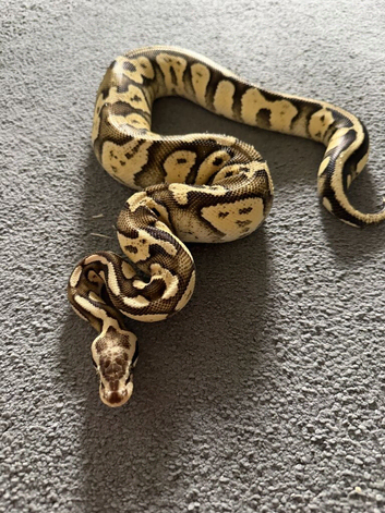 Ball Python for Sale