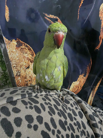 Handreared indian ringneck parrot