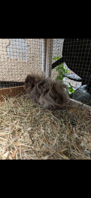 2 long haired boars