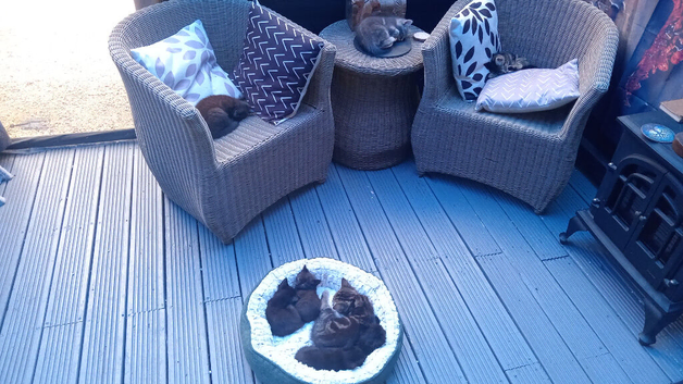 2 black short haired female kittens
