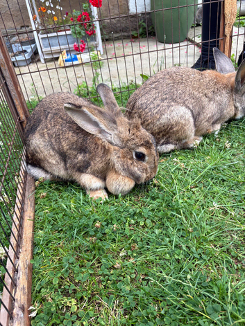 Rabbits