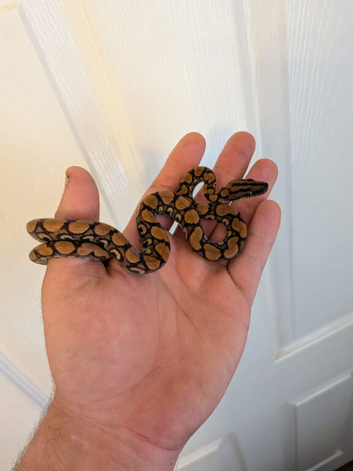 Brazilian rainbow boa