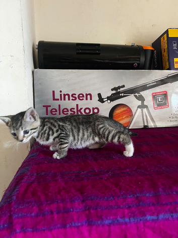 Tabby boy