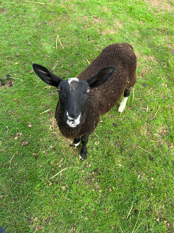 Zwartble Wether lamb