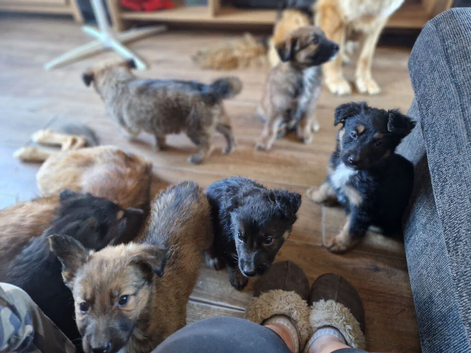 Adorable puppies