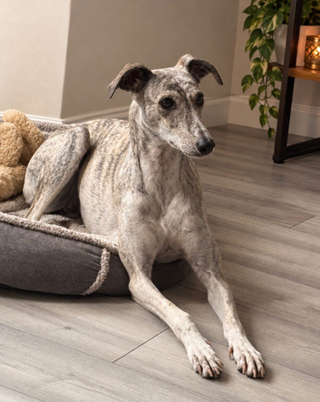 Loving Home Needed for a Beautiful Saluki Greyhound
