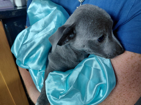 Baby Blue Jacks. All BOYS.